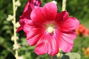 red mallow in the sunlight close up