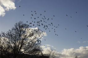 landscape of flock of birds in flight above tree