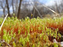 thickets of green moss in the forest
