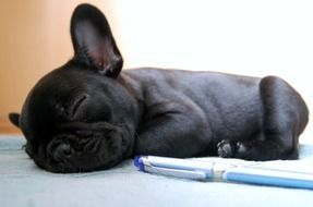 Cute French bulldog sleeps