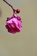 pink flower closeup