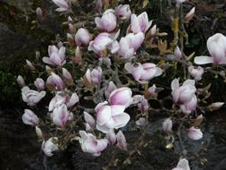 pink shrubs of a magnolia