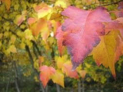 colorful leaves at fall