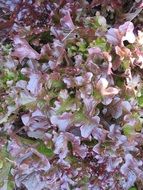 Big leaves of salad close up