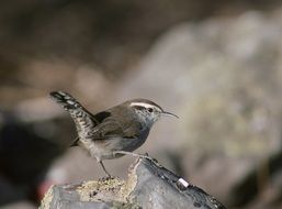 bewick's wren from north america