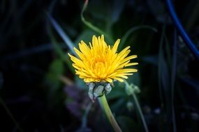 dandelion flower on deep green background