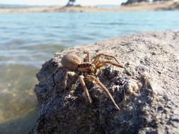 big spider on a rock by the water