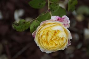 bush with yellow rose