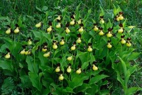 frauenschuh plant close-up
