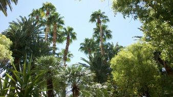 Beautiful, green trees in an exotic tropical region