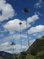 green palm trees under white clouds in the sky