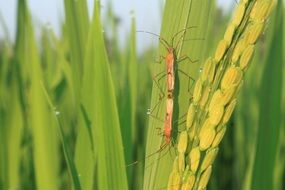 pest insects on a padi