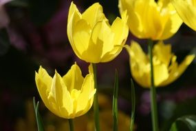 closeup picture of bright yellow tulips in summer