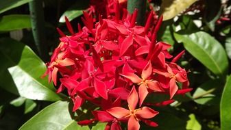 red garden flowers in spring