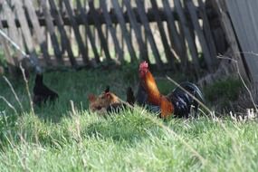 rooster in the grass near the fence