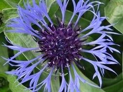 cornflower with green leaves in nature