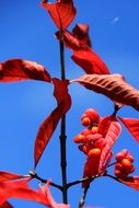 red leaves of euonymus europaeus