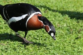 red breasted goose on the grass