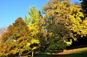 deciduous trees at autumn