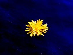 stunning yellow daisy