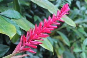 pink tropical flower in sri lanka