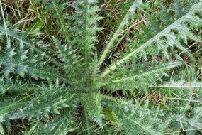 thistle carduus flora
