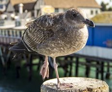 stunning seagull bird