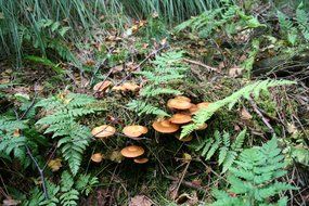 Mushrooms among leaves of a fern in the forest