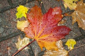 Bright autumn leaves on the sidewalk in the rain