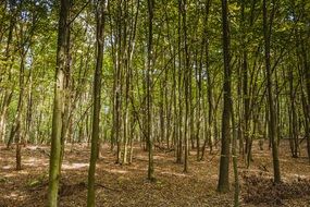 thick spring forest