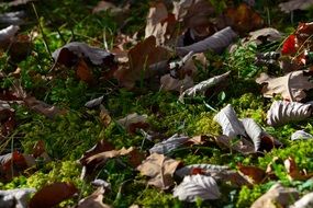 Green moss with the dry leaves on the meadow