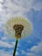 dandelion with seeds against the sky