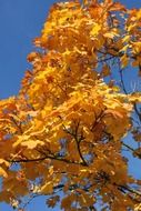 colorful autumn foliage against blue sky