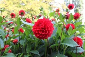 red dahlias in the garden