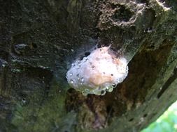 water drops on a mushroom on a tree trunk, slovenski raj