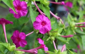 Delicate pink flowers in the garden