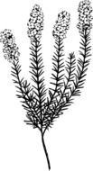 black and white picture of weed in biology