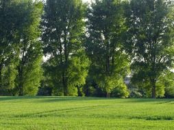 row of trees landscape