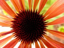 orange flower close up