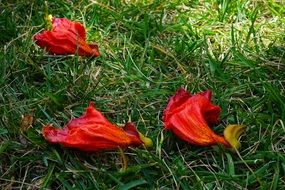 red flowers of African tuliptree on grass