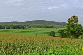 corn fields in the hills of india