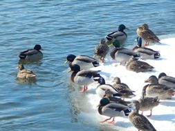 mallard ducks on snow at water