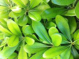 A lot of the green leaves of the plant