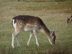 young deer graze on the field