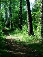 walkway in the green forest