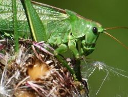 grasshopper nature