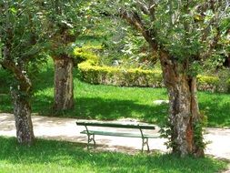 park trees bench