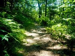 walkway trail in the forest