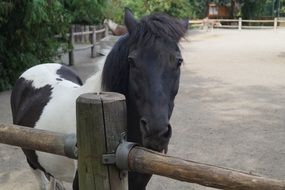 pony in a zoo, braunschweig