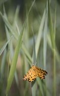 orange butterfly on the blade of grass